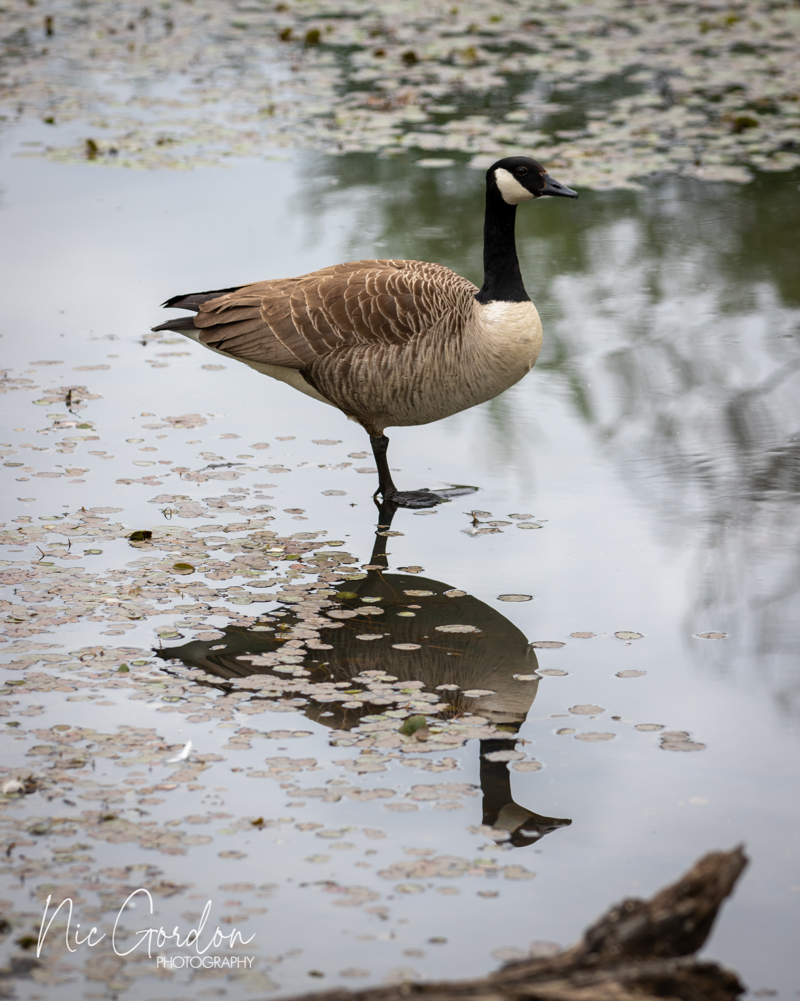 Glasgow GIAB Open 2022 2361